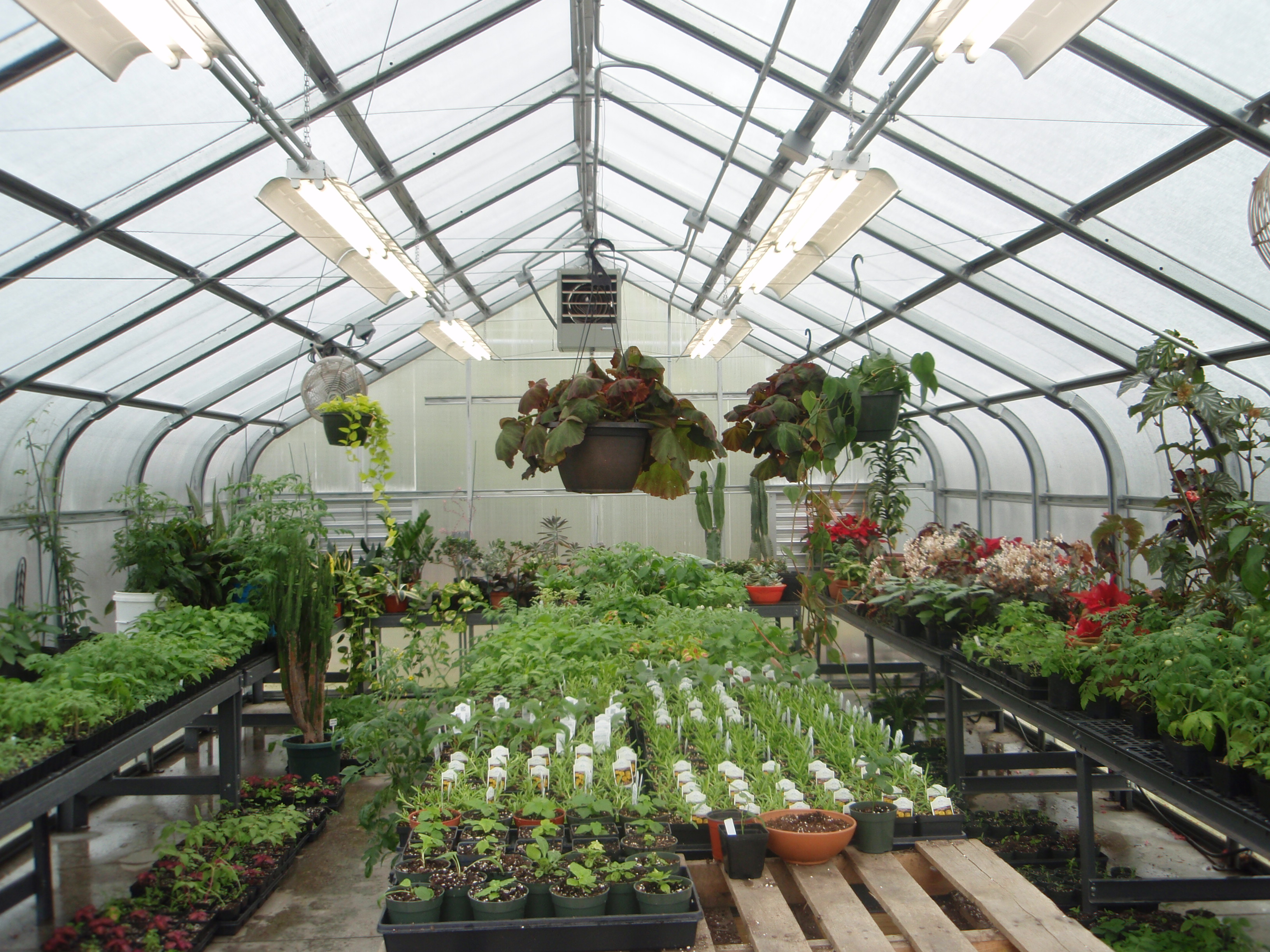 Greenhouse2.jpg